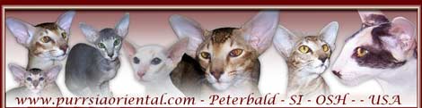 purrsiaoriental.com - Purrsua Cattery, Peterbald, Siamese, and Oriental Short Hair cats and kittens from Las Vegas, Nevada, USA