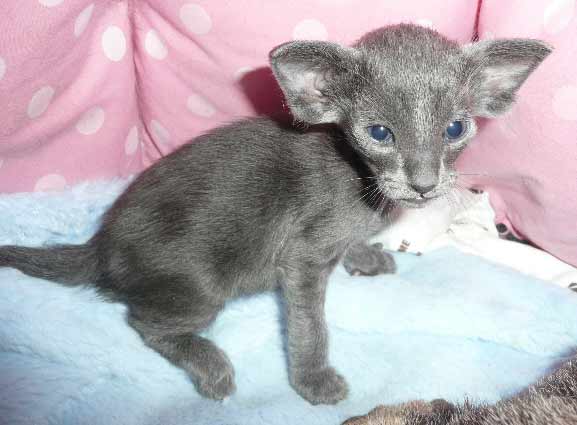 oriental shorthair tabby kitten