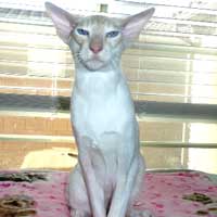 Shagio Chen Sebastian of Purrsia, cream point and white Siamese cat